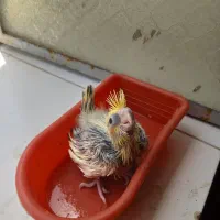 جوجه