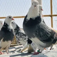 کفتر و کبوتر