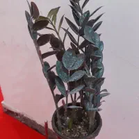 گل زامو فیلیا بلک و سبزسیاه زغال پربرگ بزرگ|گل و گیاه طبیعی|زابل, |دیوار