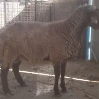 قوچ و بره‌قوچ‌های همو|حیوانات مزرعه|بجنورد, |دیوار