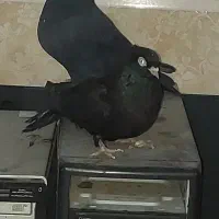 فروش کبوتر زاغ