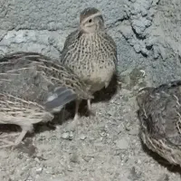 بلدرچین کانادایی بالغ|حیوانات مزرعه|کله گان, |دیوار