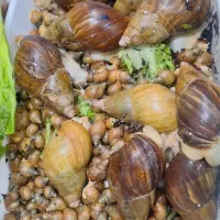 حلزون طبی آلبینو|خزنده|شیراز, سایت اداری|دیوار