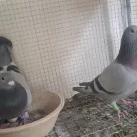 جفت سبز و کوهی زرهی