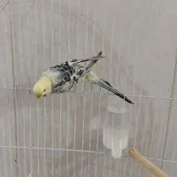 انگلیسی ماده|پرنده|شهرضا, |دیوار