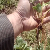 نشاء توت فرنگی در ارقام مختلف|خدمات باغبانی و درختکاری|مریوان, |دیوار