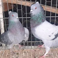 نروماده|پرنده|اردکان, |دیوار