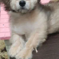 ترکیب اشپیدز و پامر|سگ|اندیمشک, |دیوار