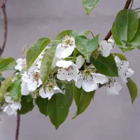 فروش-باغ