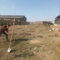 هرس کردن درخت|خدمات باغبانی و درختکاری|اردبیل, |دیوار