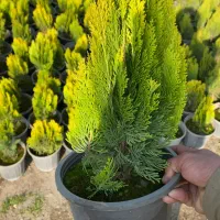 کامیس زعفرانی