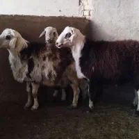 بره قوچ پلنگی|حیوانات مزرعه|ملایر, |دیوار