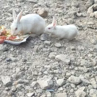 دوتا بچه خرگوش نر، یه دونه ماده چشم قرمز|موش و خرگوش|زابل, |دیوار