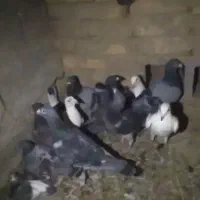 پلاکی