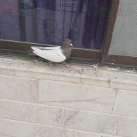 سینه سیاه، سینه مشکی، زاغ کاکلی