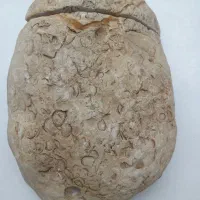 سنگ فسیلی بسیار نادر و قدمتدار