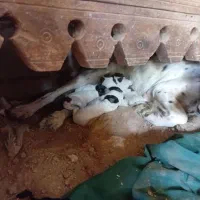 سگ سیتر انگلیس دنبلانی|سگ|کلاله, |دیوار