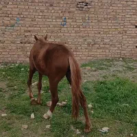اسب|اسب و تجهیزات اسب‌سواری|قیدار, |دیوار