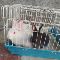 یکجفتخرگوشسیصدهزارتومان.چهارعددچرگوشدهروزه|موش و خرگوش|کازرون, |دیوار