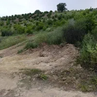 زمین باغ لیمو ثمری|فروش زمین و ملک کلنگی|دوگنبدان, |دیوار