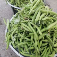 باقله محلی ارگانیک و سبز و پزا با طعم و مزه عالی