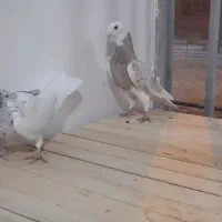 کبوتر شازده هما سرور|پرنده|برخوار, |دیوار