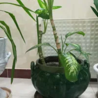 گل اپارتمانی|گل و گیاه طبیعی|کرمانشاه, |دیوار