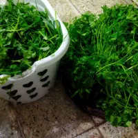 فروش  انواع  سبزی خانگی