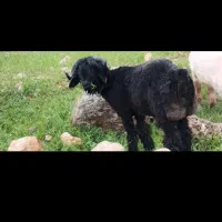 فروش میش با بره