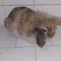 خرگوش خوشگل ناز