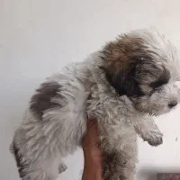 واگذاری توله سگ