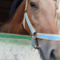 جیران مادیان مهربان