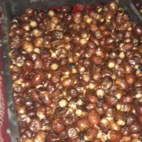خرما .رطب|خوردنی و آشامیدنی|اهواز, شهرک رزمندگان|دیوار