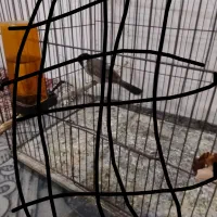 یک عدد قناری