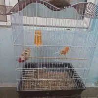 قناری نر بخون|پرنده|سیرجان, |دیوار