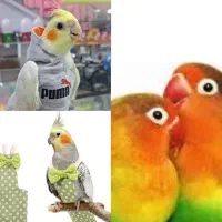 عروس هلندی ، طوطی برزیلی ، مرغ عشق ، قفس  لانه دان