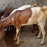 یک عدد بز همراه کره اش به فروش می‌رسد|حیوانات مزرعه|خمیر, |دیوار