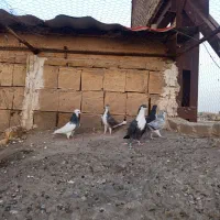 کفتر