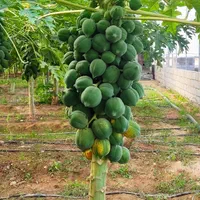 انواع نهال مرکبات شناسنامه دار و پاپایا|خدمات باغبانی و درختکاری|دزفول, |دیوار