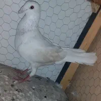 کفتر|پرنده|گلبهار, شهر جدید گلبهار|دیوار