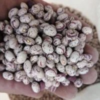 فروش لوبیا چیتی دهبید تمیز و درجه یک