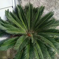 2عددسیکاس و1عددبرگ خنجری|گل و گیاه طبیعی|آستانه اشرفیه, |دیوار