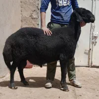 قوچ افشار