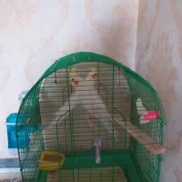 عروس هلندی