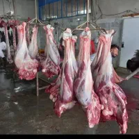 گوشت شتر مرغ