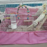 اسباب بازی|اسباب‌‌بازی|مشهد, نوید|دیوار