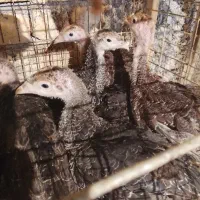 فروش جوجه بوقلمون نژادهای برتر با مشاوره