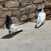 کفتر