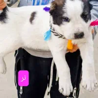 سگ توله الابای روس|سگ|تهران, جوادیه|دیوار