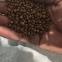 غذا ماهی|ماهی|قم, کیوانفر|دیوار